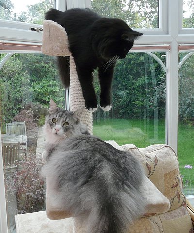 Skautroll Evie & Skautroll Loki